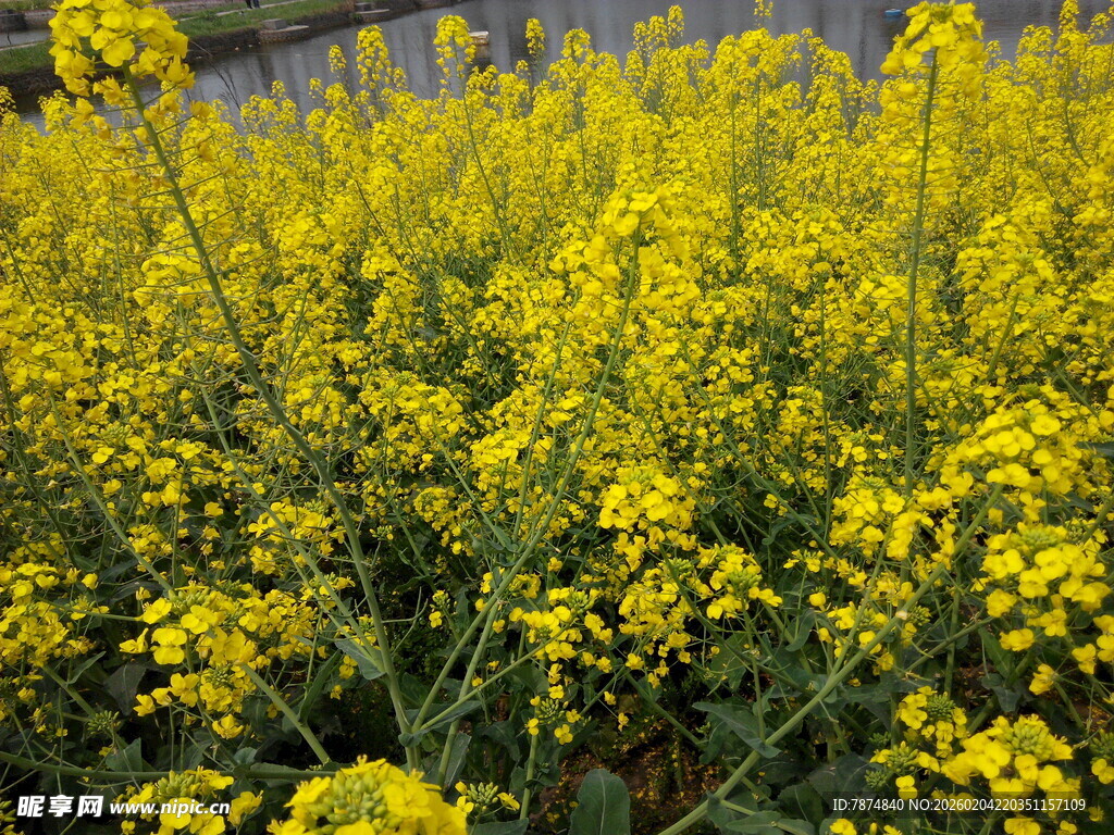 金黄灿烂的油菜花田