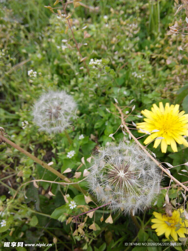草地上的蒲公英与小花