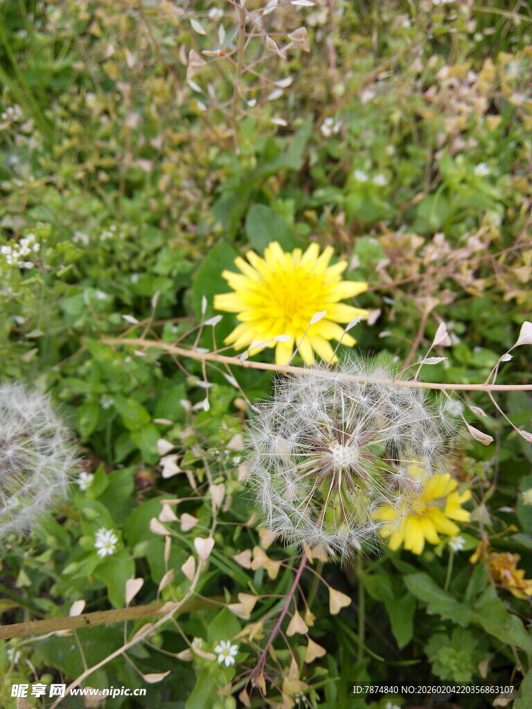 草地上的蒲公英与小花
