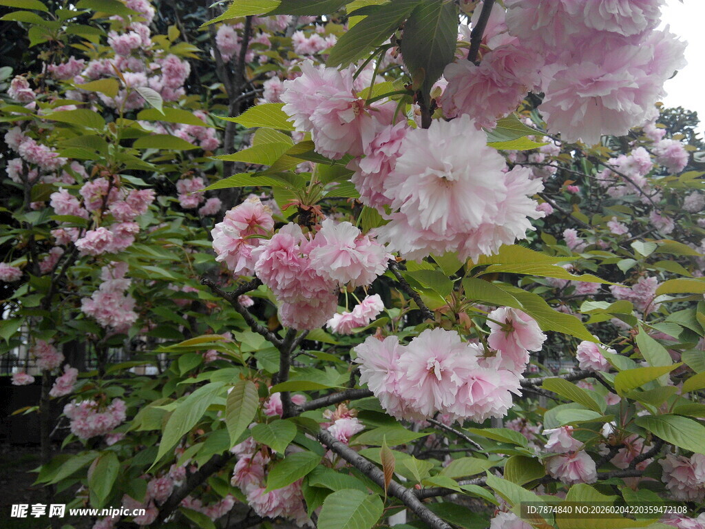 盛开的粉色樱花美景