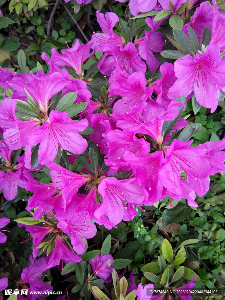 艳丽绽放的紫色杜鹃花