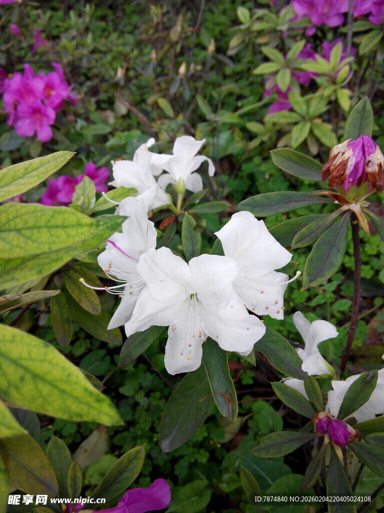 白紫杜鹃花绽放美景