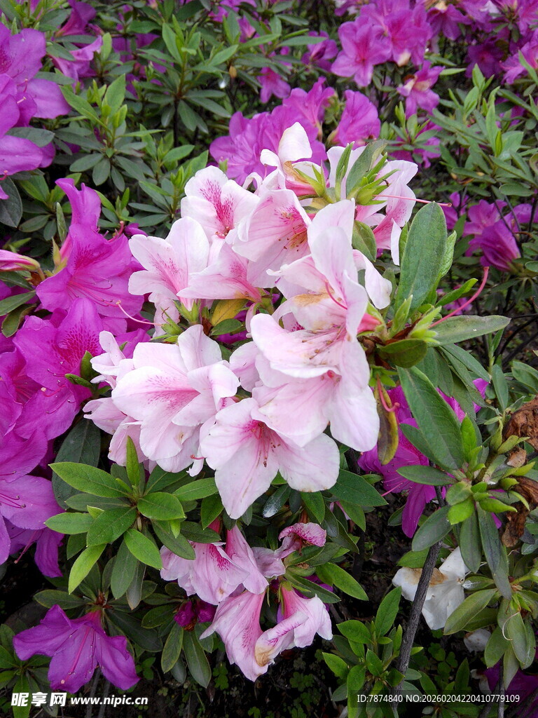 多彩杜鹃花绽放