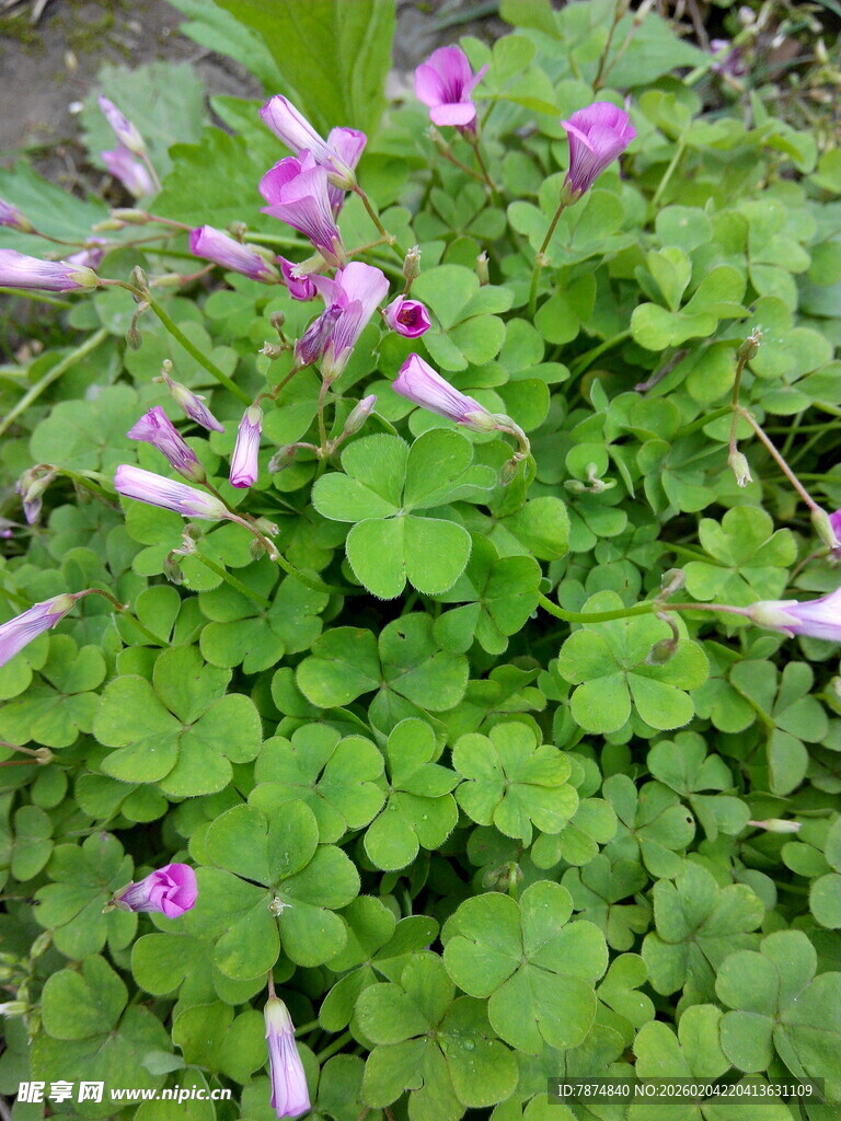 紫色小花绽放于绿叶间