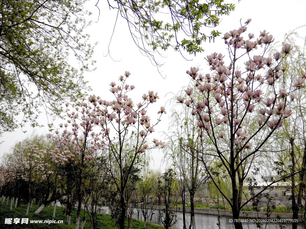 春日绽放的玉兰花树