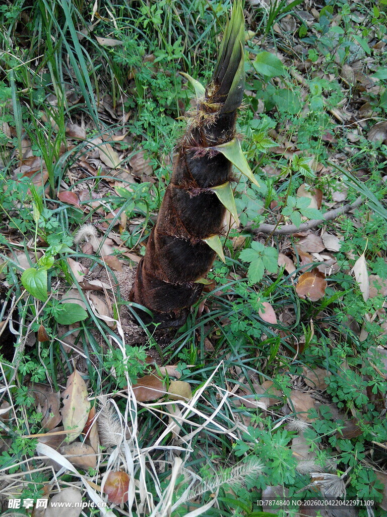 生锈铁柱立于杂草碎石间