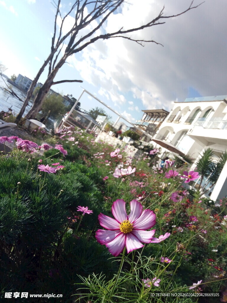 城市中绽放的美丽格桑花