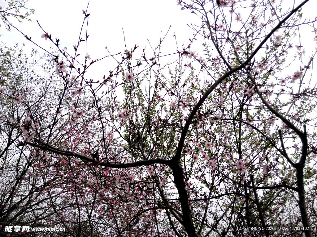 枝头绽放的粉嫩繁花