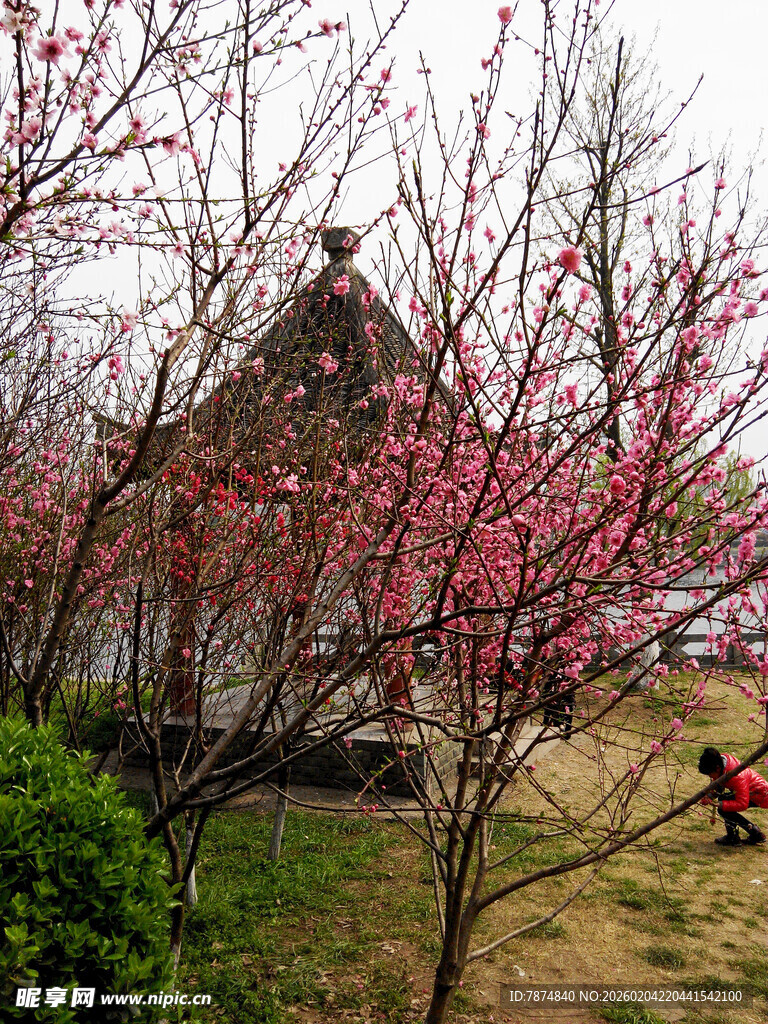 春日烂漫桃花与古建筑