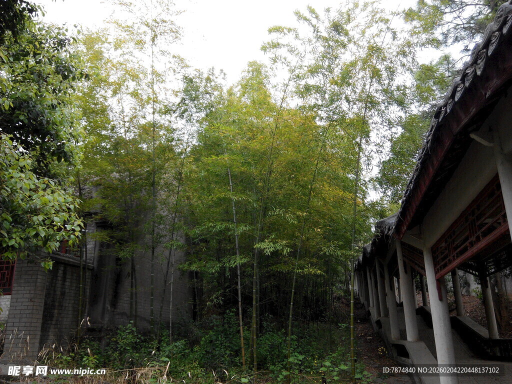 古宅旁的翠绿竹林