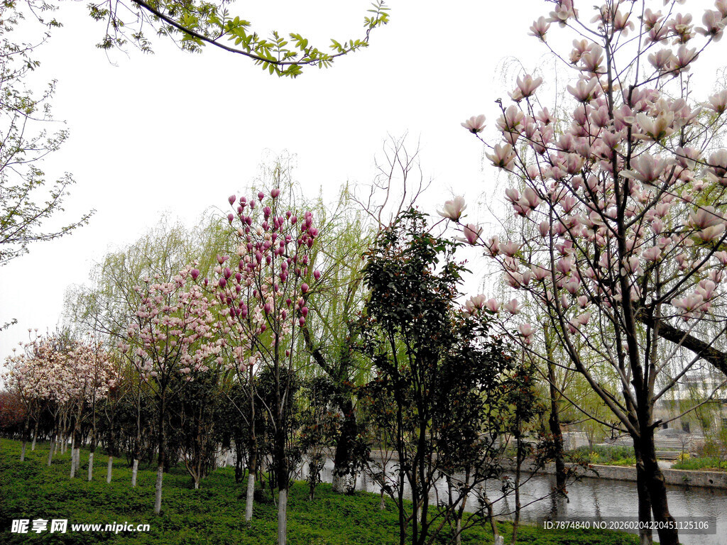 河畔繁花盛开的春日美景
