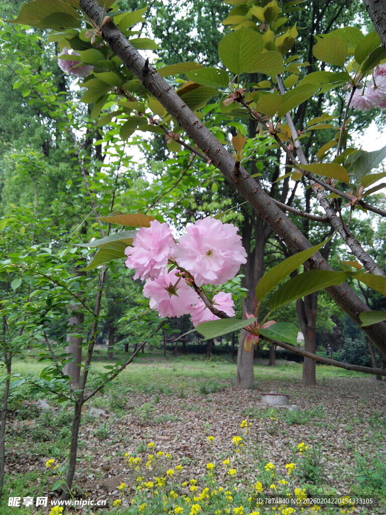 春日繁花盛开的林间景致