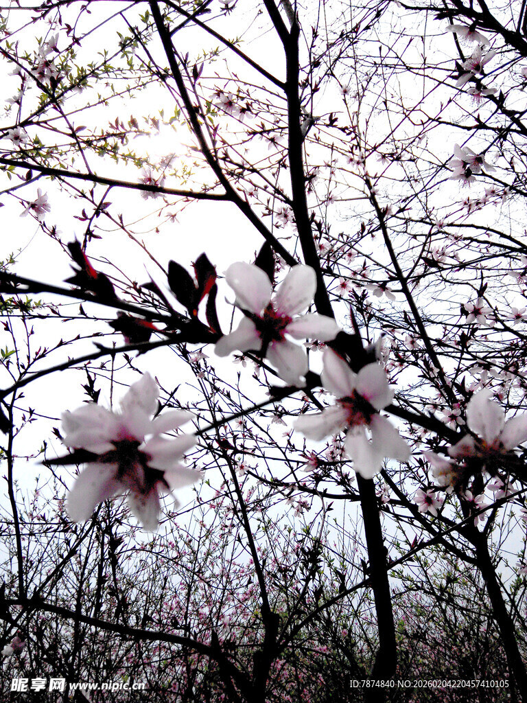 枝头绽放的娇艳桃花