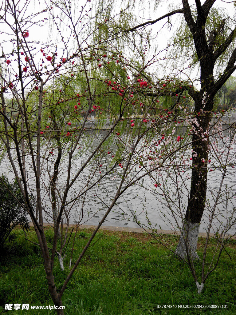 湖畔春景 繁花绿树映碧水