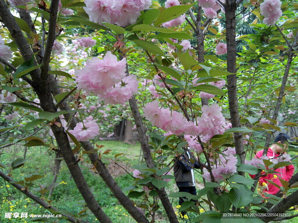 粉色繁花绽放于绿树间