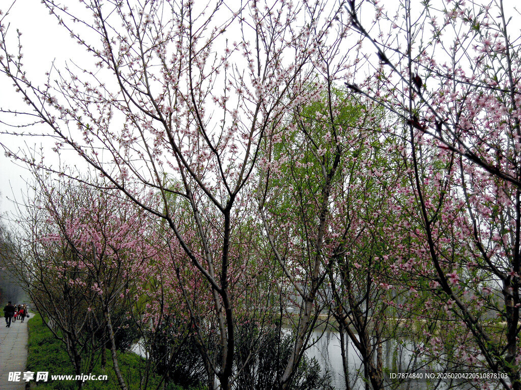 湖畔繁花绽放的春日景致