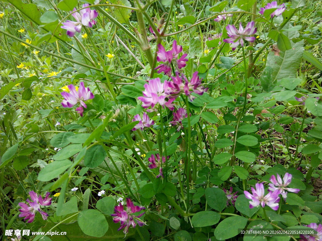 野外绽放的粉色小花