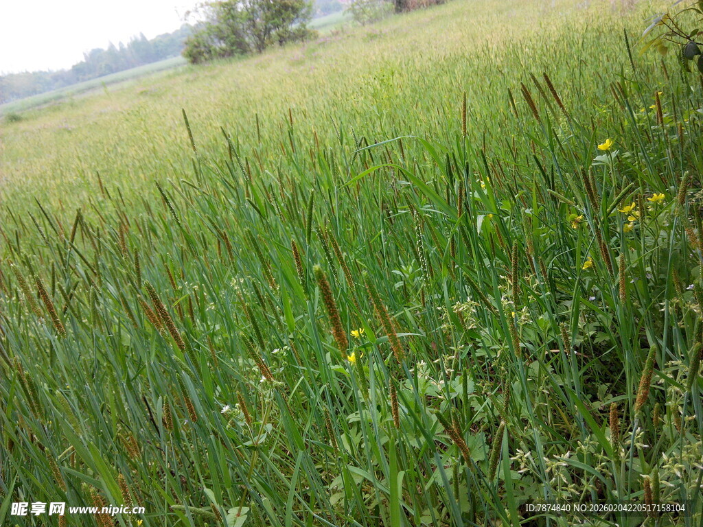 田野中的茂盛绿色植物