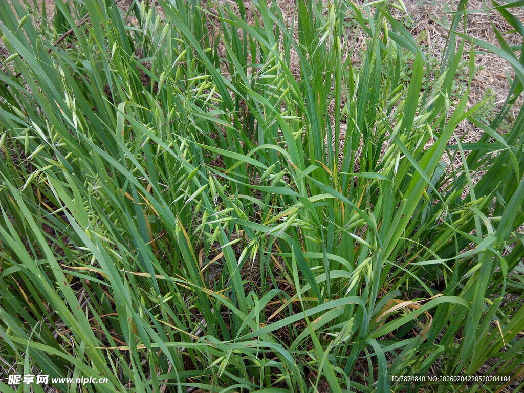 茂盛的绿色草丛