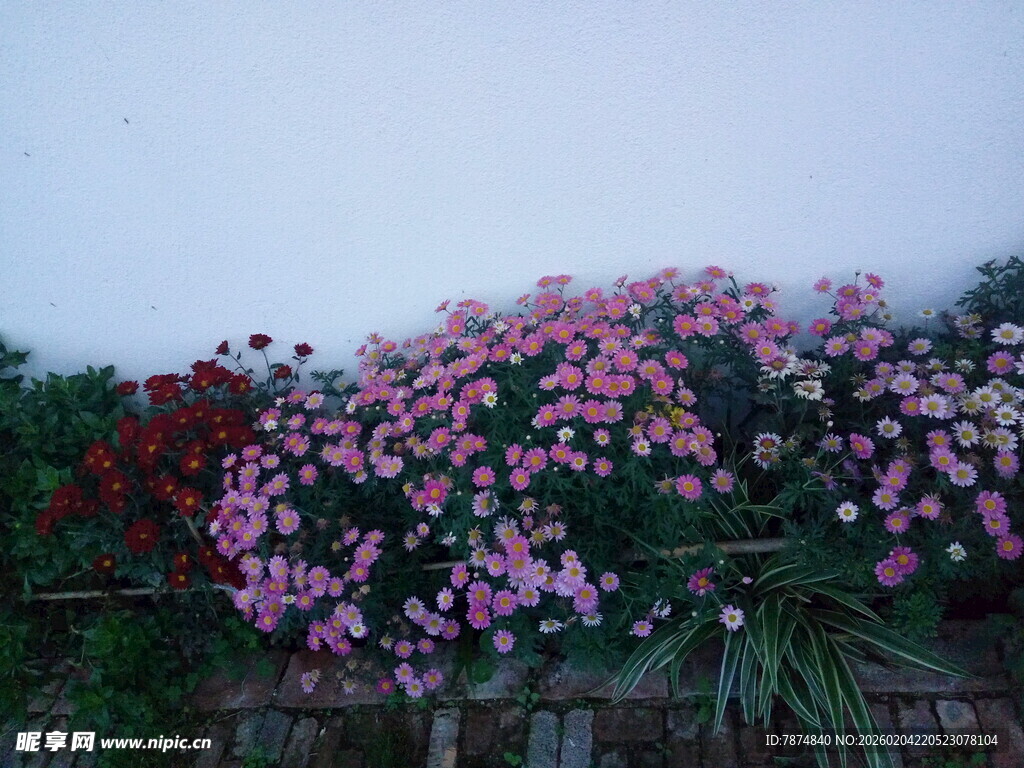 繁花满墙的美丽景致