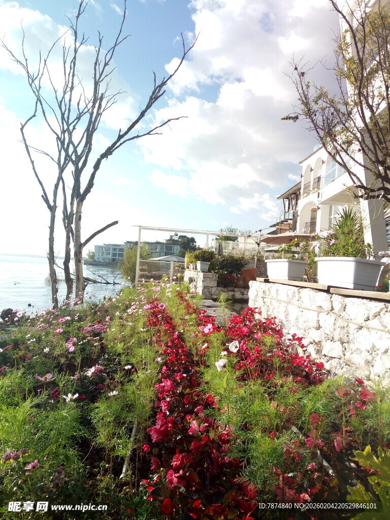 花园小径旁的绚烂花卉