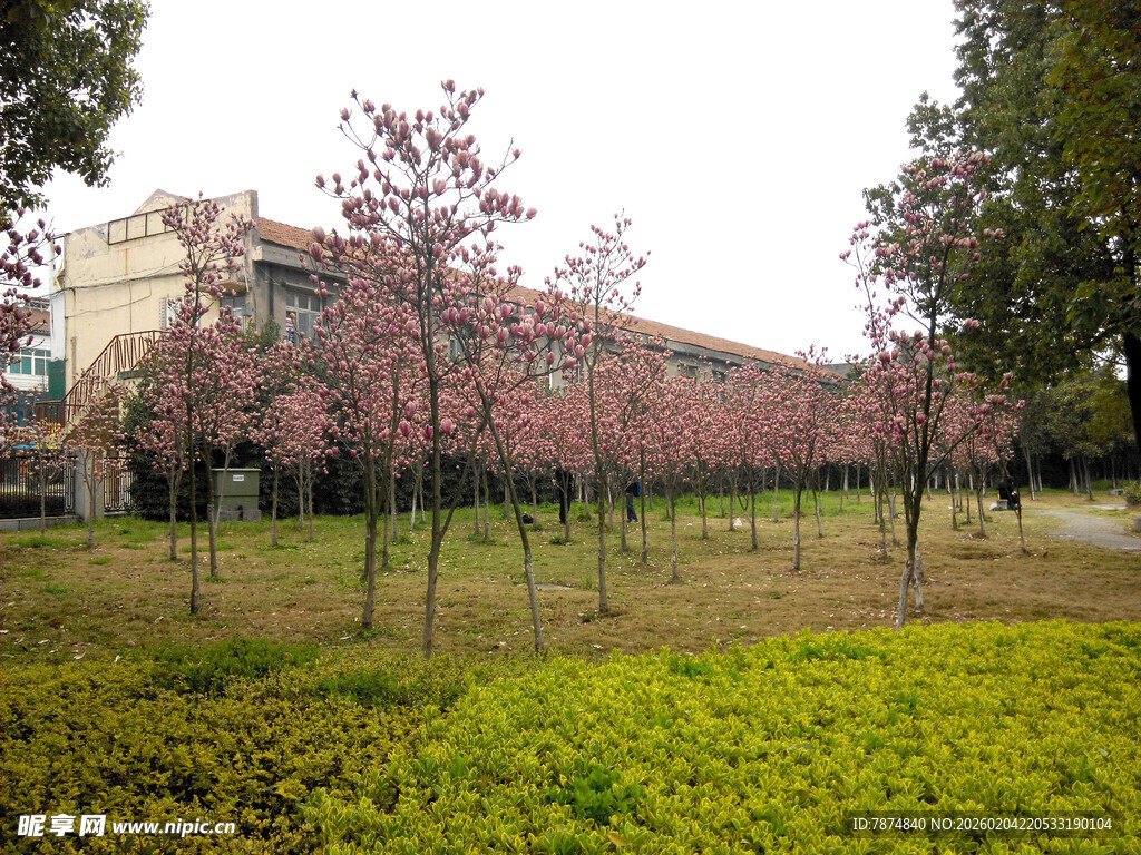 春日繁花盛开的校园景观