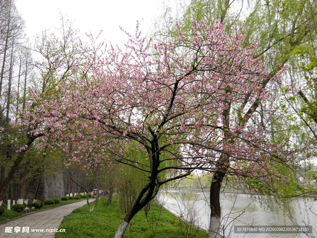 河畔繁花盛开的春日美景