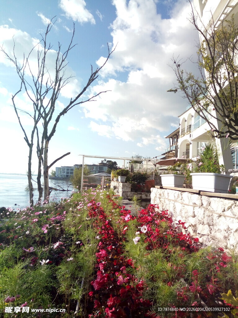 海滨花卉景观 美丽景致