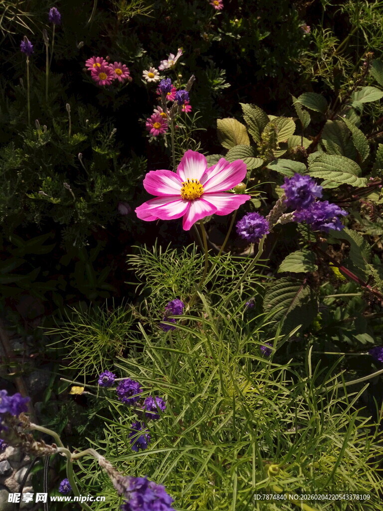 娇艳绽放的多彩花卉