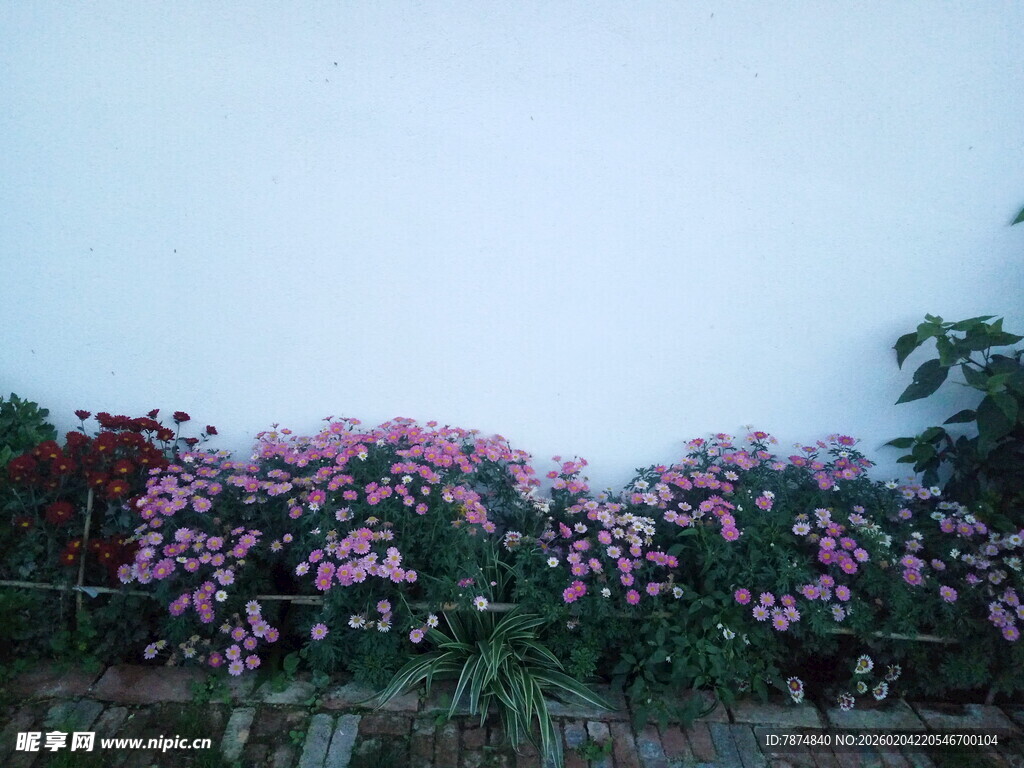 繁花绽放的美丽景致