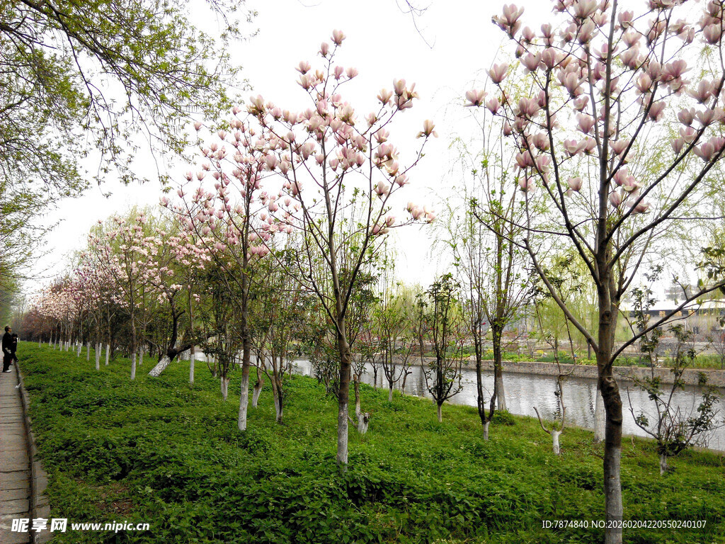 春日河畔繁花绿树美景