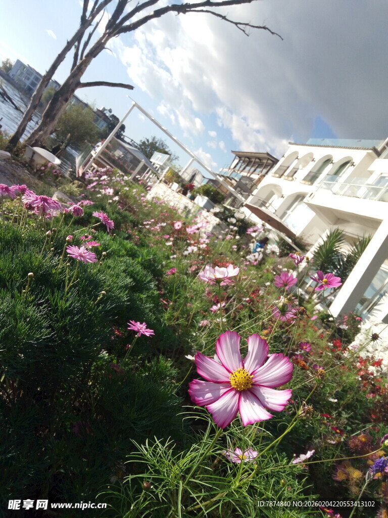 花丛美景 绽放的绚烂花朵