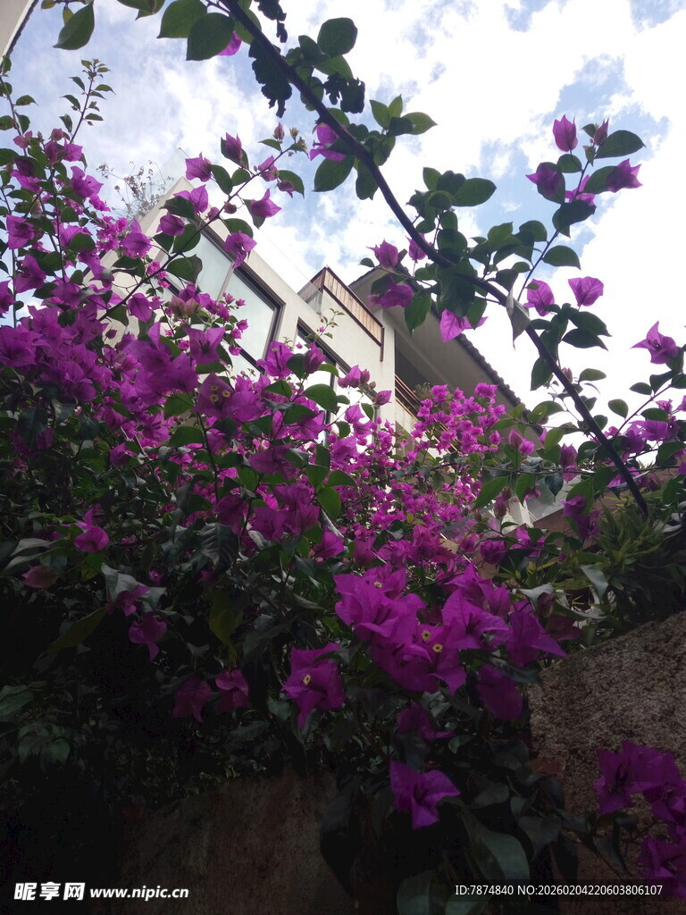 绽放的紫色三角梅