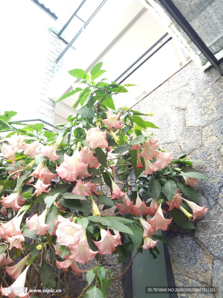 垂吊粉色曼陀罗花美景