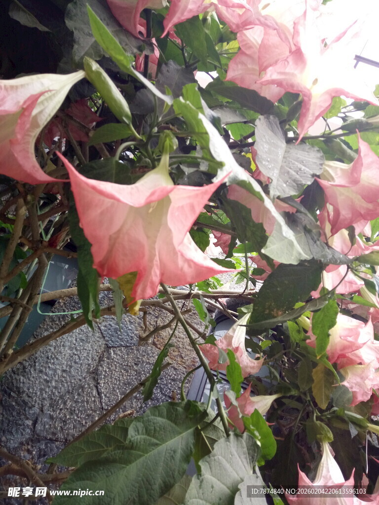 粉色曼陀罗花朵特写