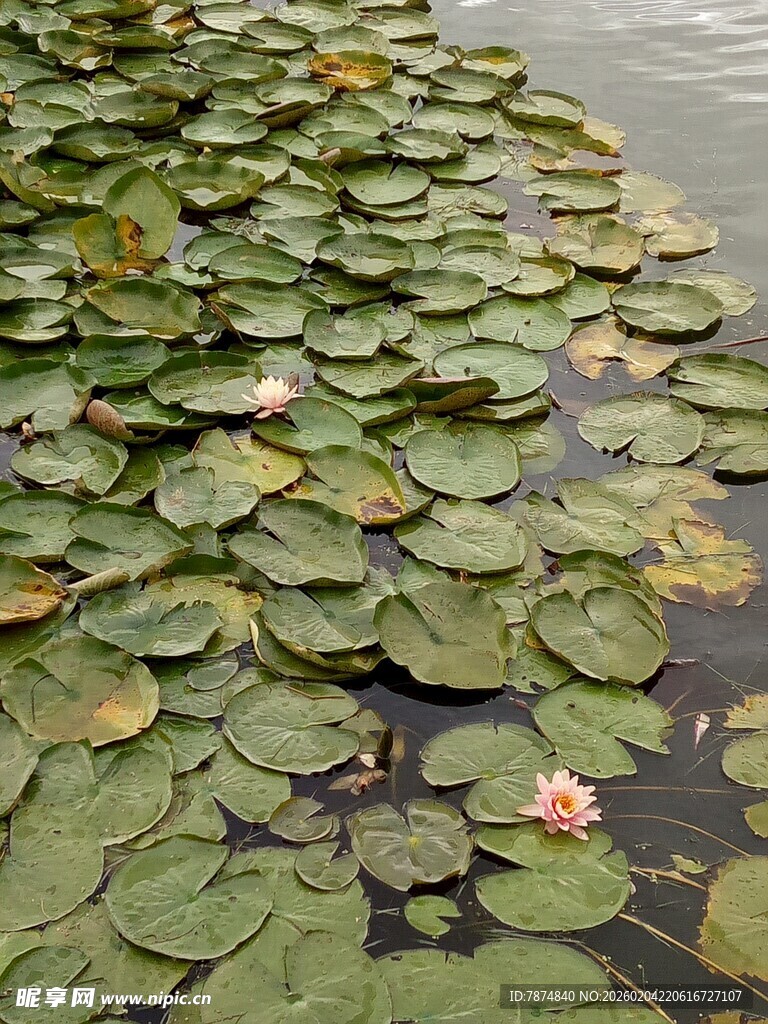 水面上的睡莲与荷叶