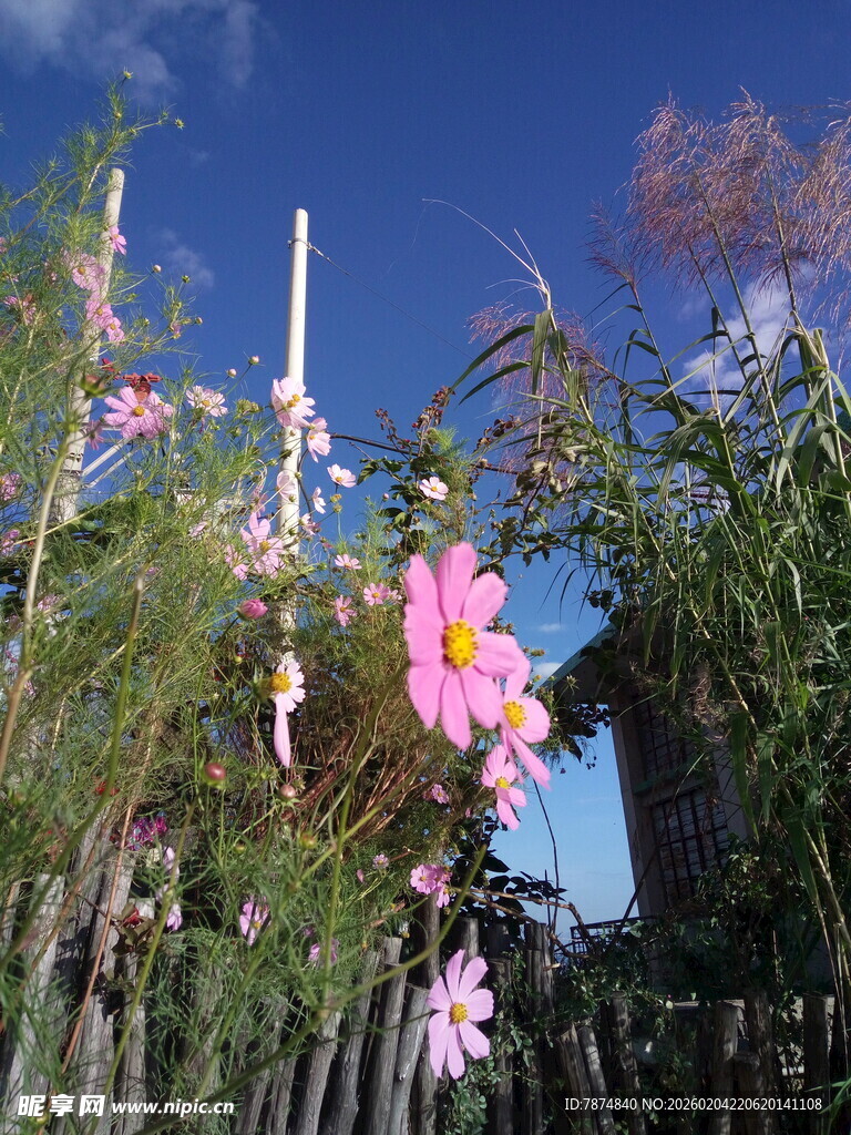 栅栏旁绽放的艳丽花朵