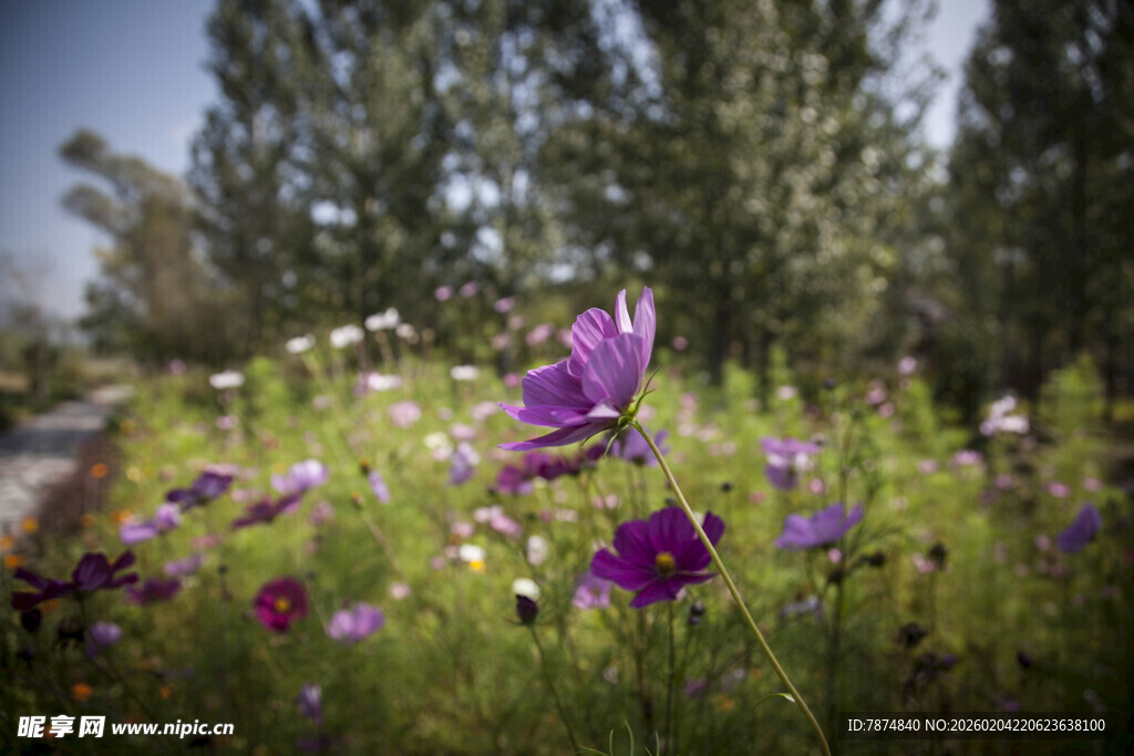 野外绽放的多彩美丽花朵