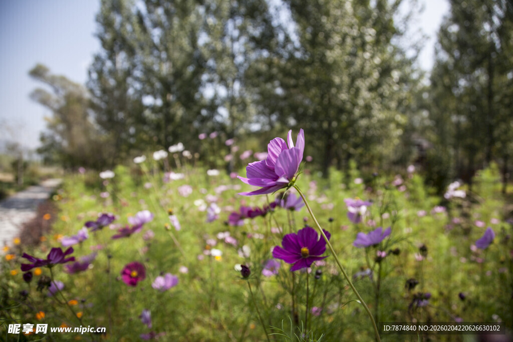 多彩野花绽放于绿意间