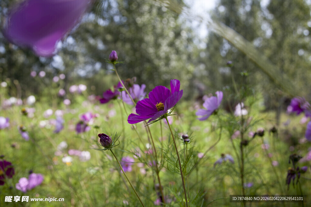 紫色花海中的美丽花朵
