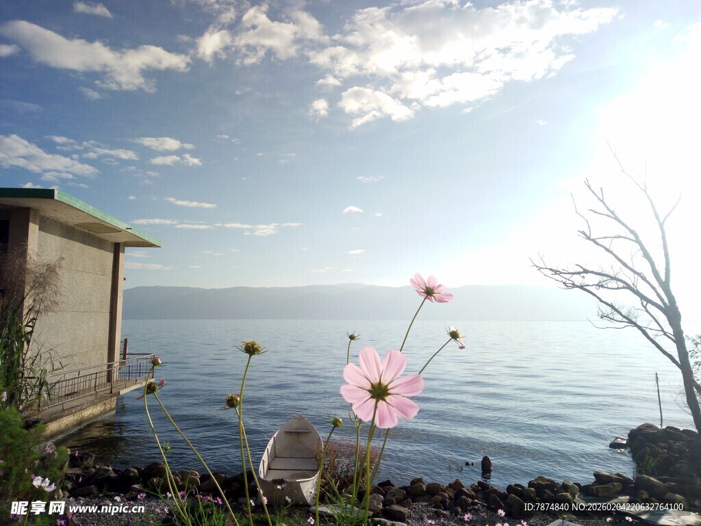 海边小屋旁绽放的美丽花朵