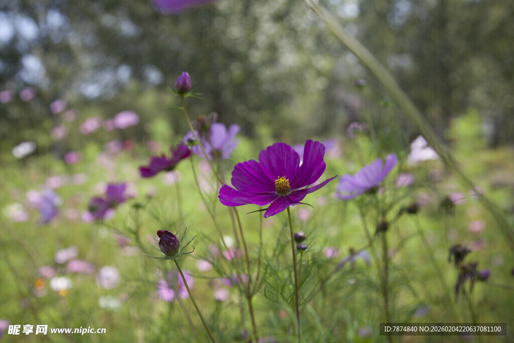 紫色野花绽放于绿野间