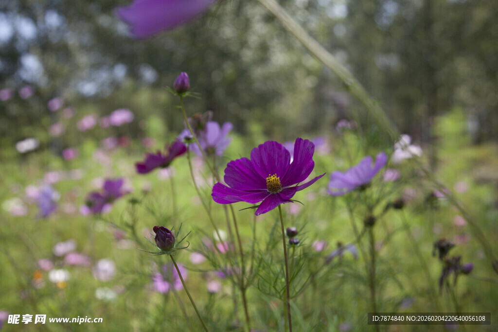 紫色野花绽放于绿野间