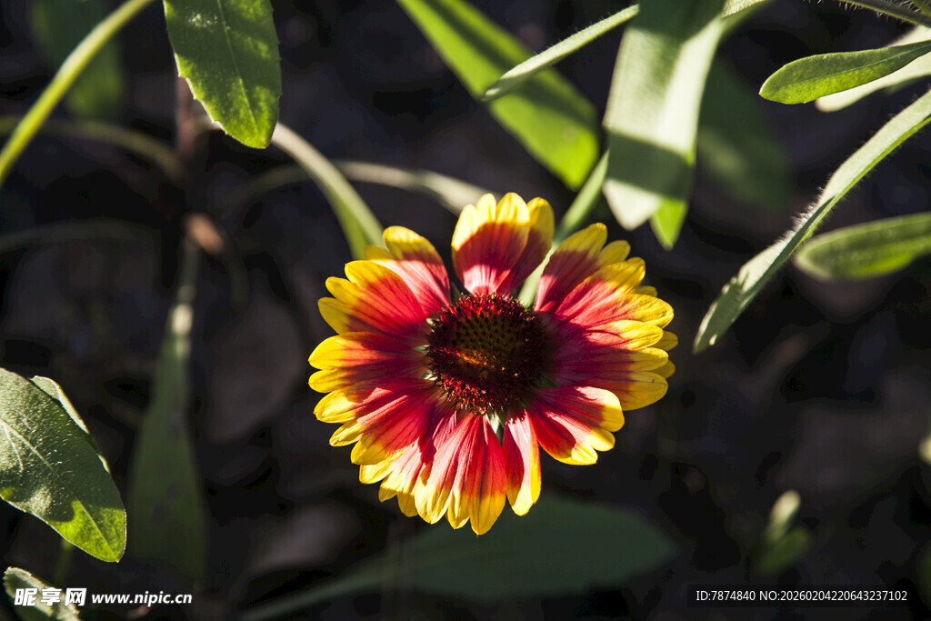 多彩绽放的美丽花朵