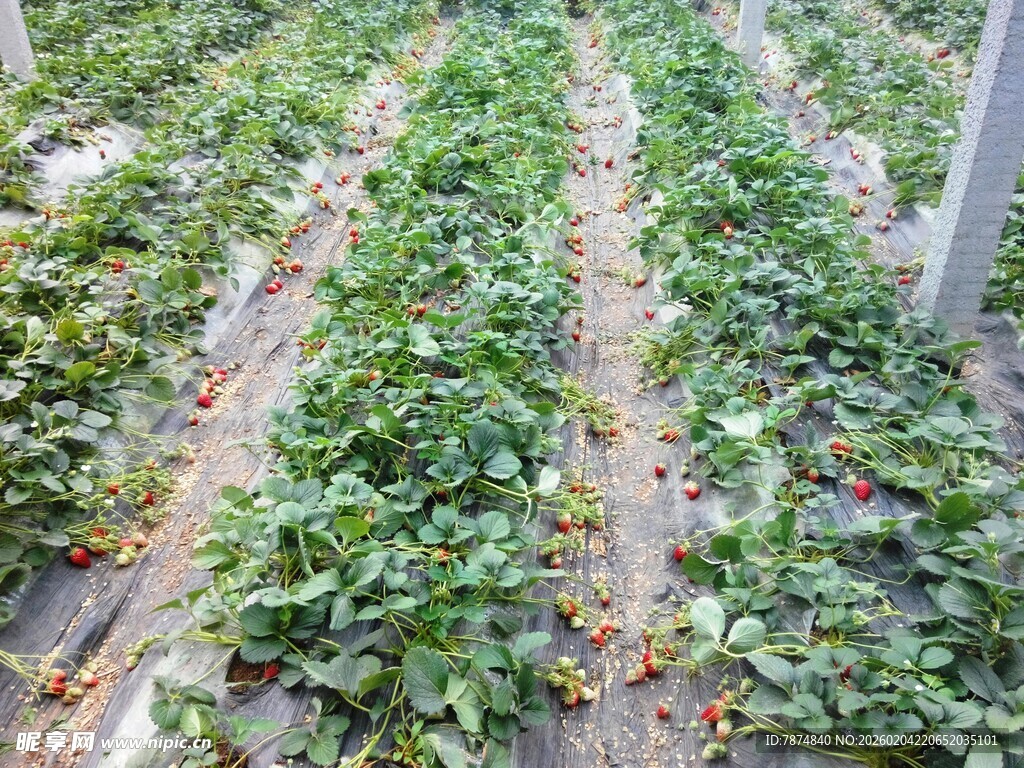 草莓种植园的繁茂景象