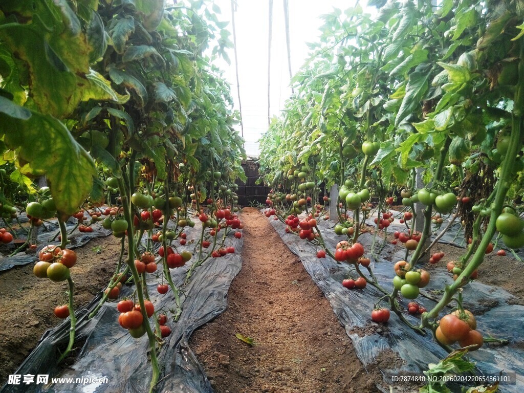 温室中的番茄种植景象