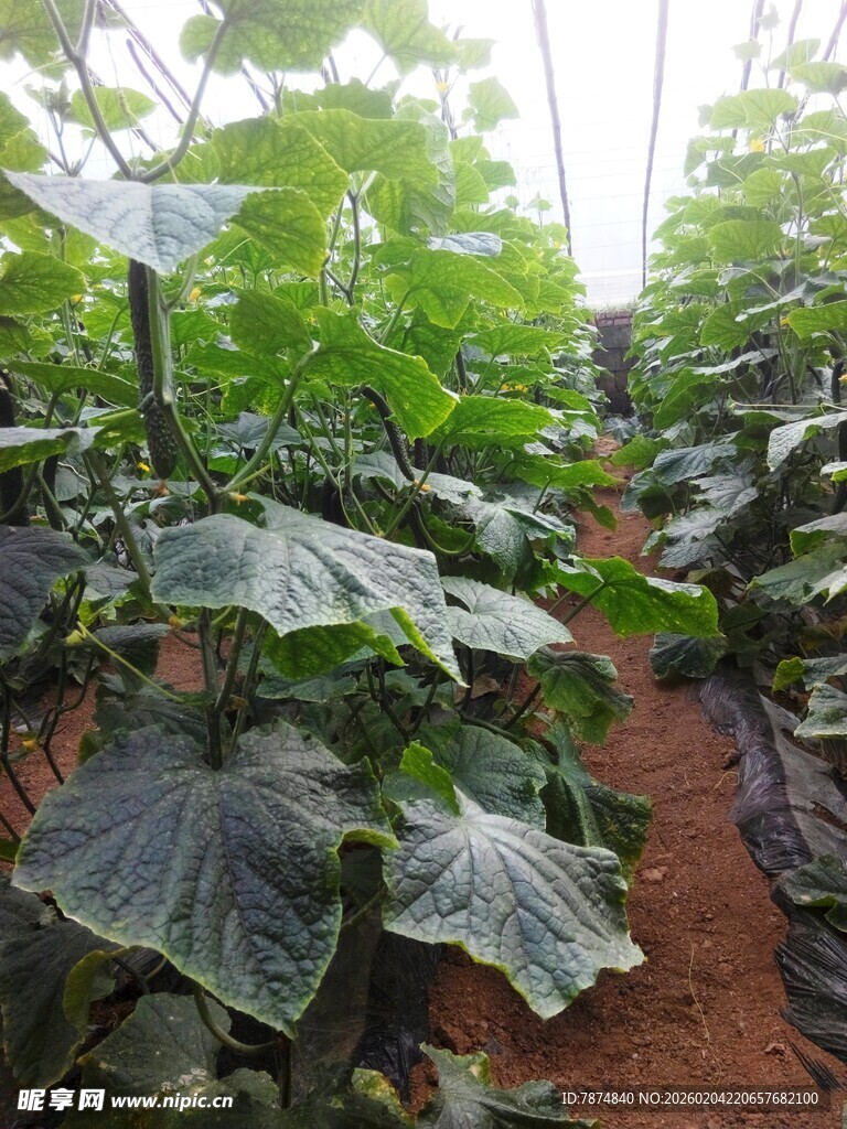 温室中的繁茂蔬菜植株