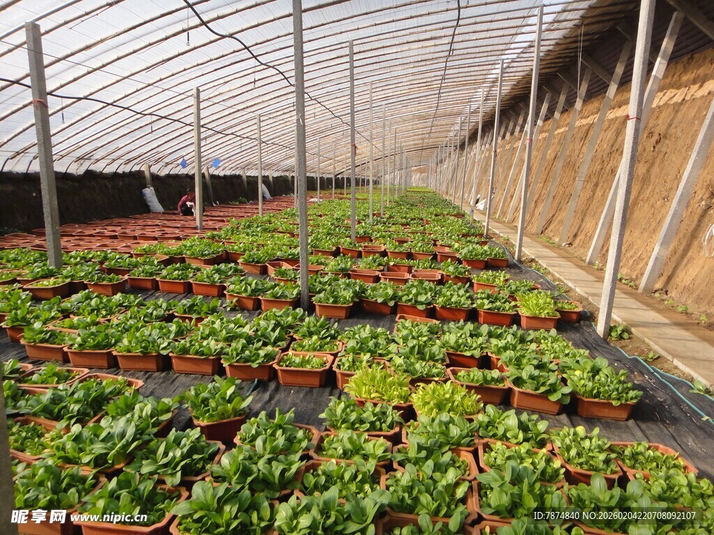 温室里的草莓种植场景