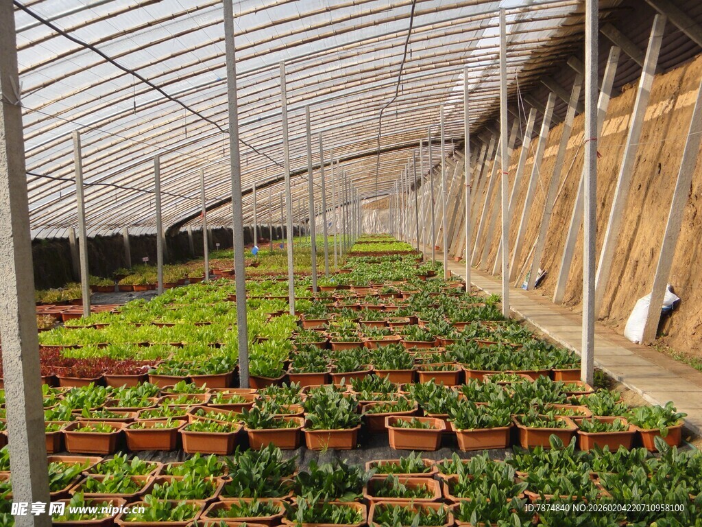 温室中的繁茂植物景观