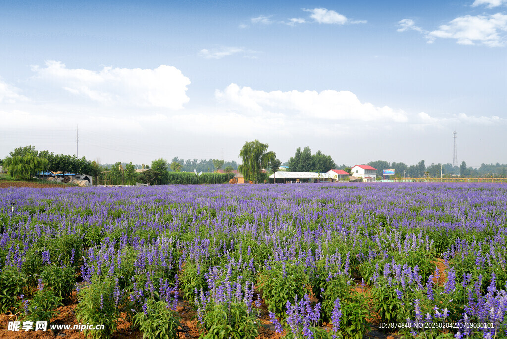 紫色薰衣草花田美景